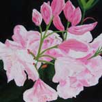 Click for larger image