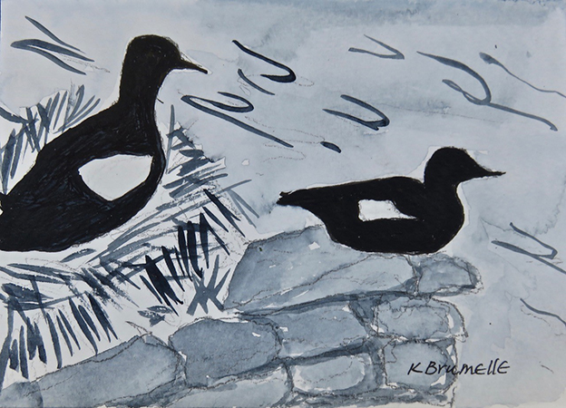 Black Guillemot I  by Karen Brumelle