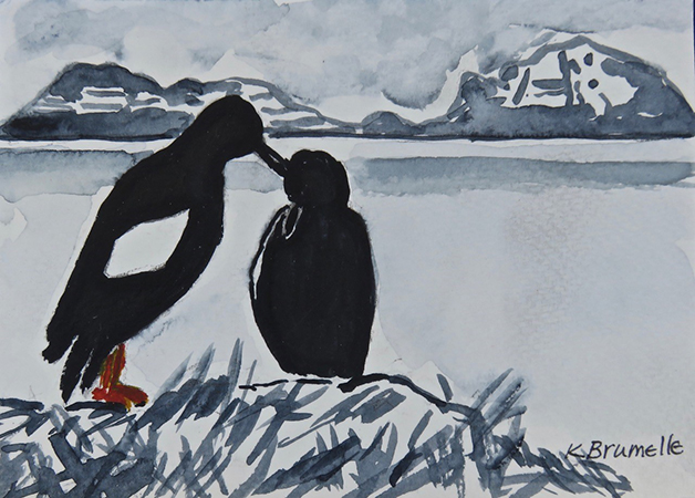 Black Guillemot 2  by Karen Brumelle