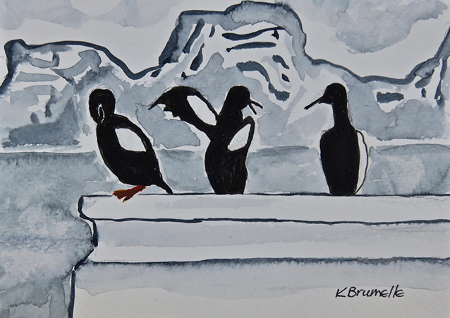 Black Guillemot 3  by Karen Brumelle