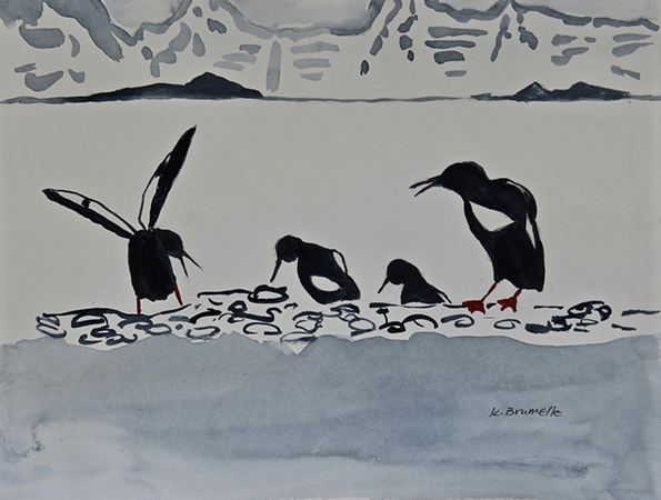 Black Guillemot 4  by Karen Brumelle